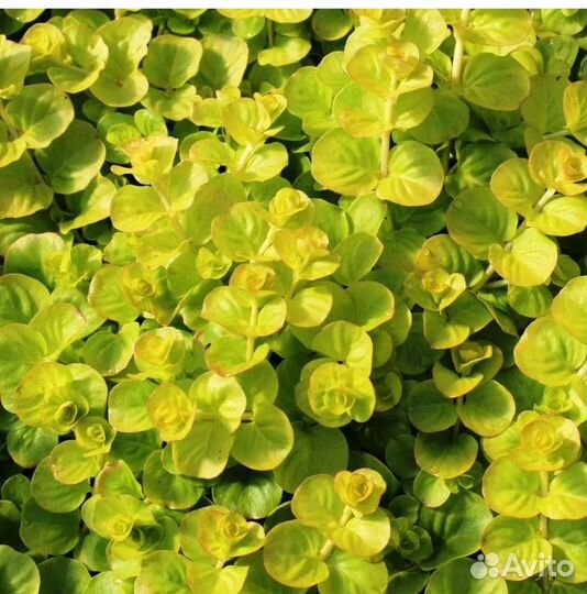 Вербейник монетчатый