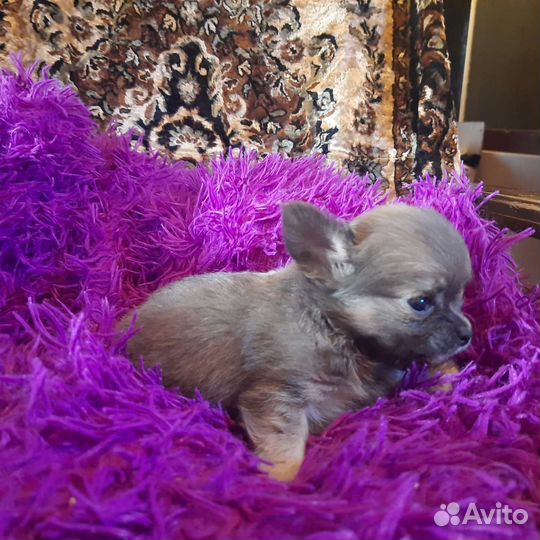 Щенки чихуахуа