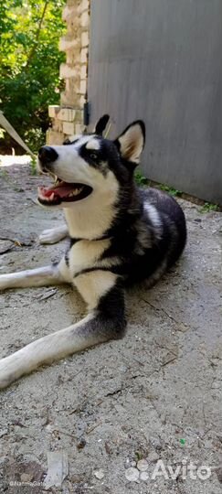 Хаски в добрые руки