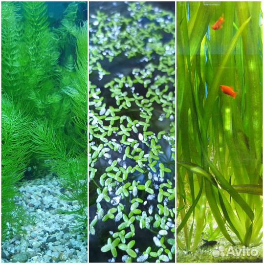 Растения аквариумные, корма, рыбки