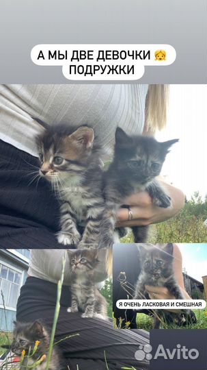 Котята