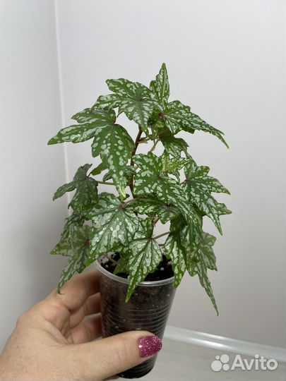 Бегония Дрега каудексная