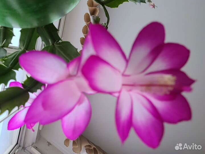 Декабрист, 9 растений в горшке