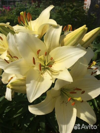 Лилии на посадку 2