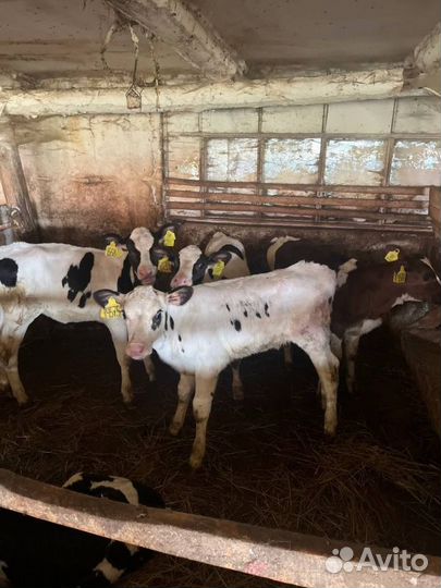 Телята бычки доставка