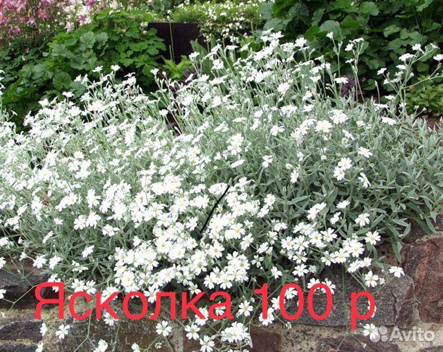 Продам цветы для вашей клумбы