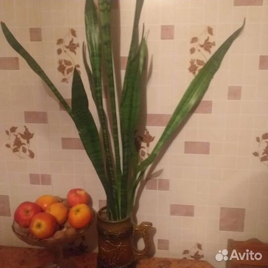 Сансевиерия