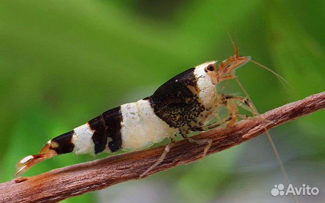 Креветки аквариумные - чёрные кристаллы