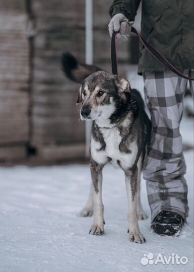 Арчи грустит в приюте