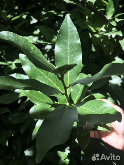 Продам лавровый лист