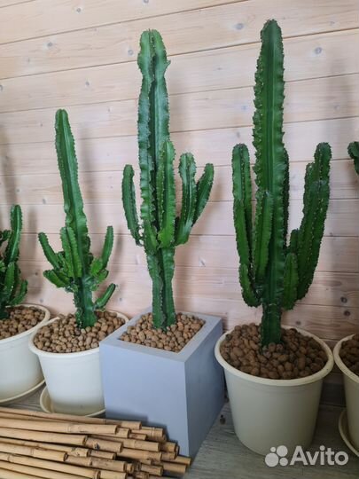 Кактус Мексиканский Эуфорбия Ингенс Молочай