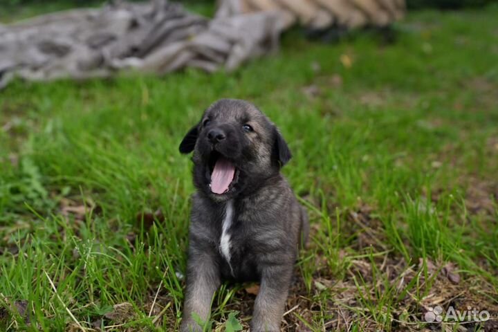Собаки щенки бесплатно