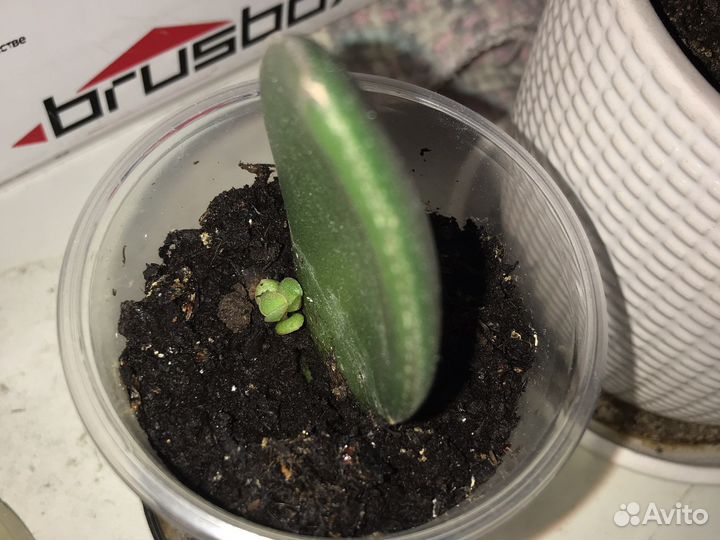 Денежное дерево