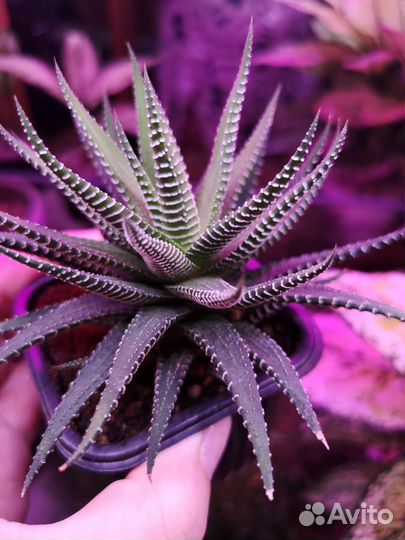 Хавортия полосатая