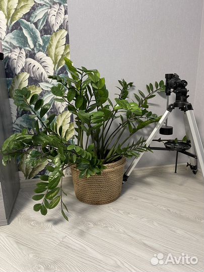 Замиокулькас