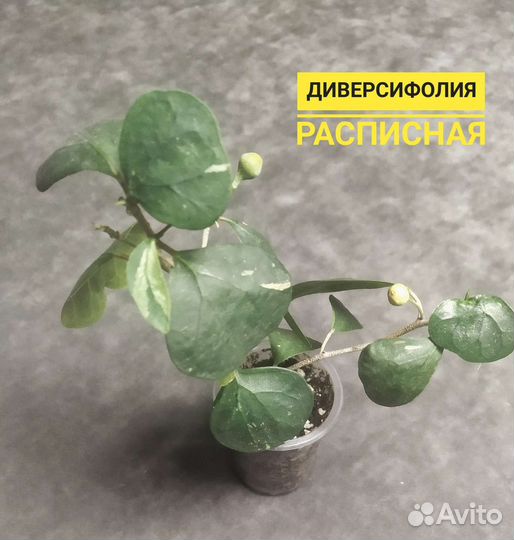 Фикусы все сорта 250