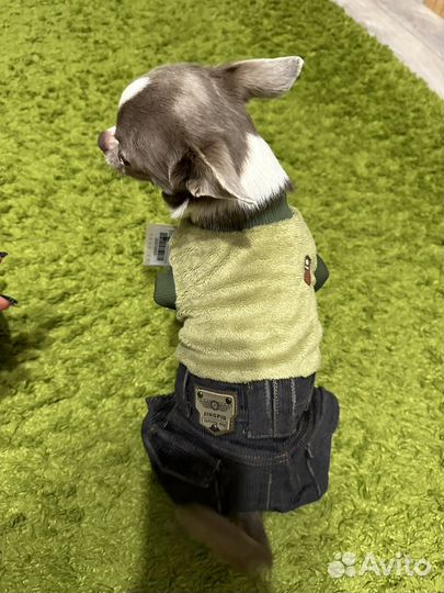 Чихуахуа вязка