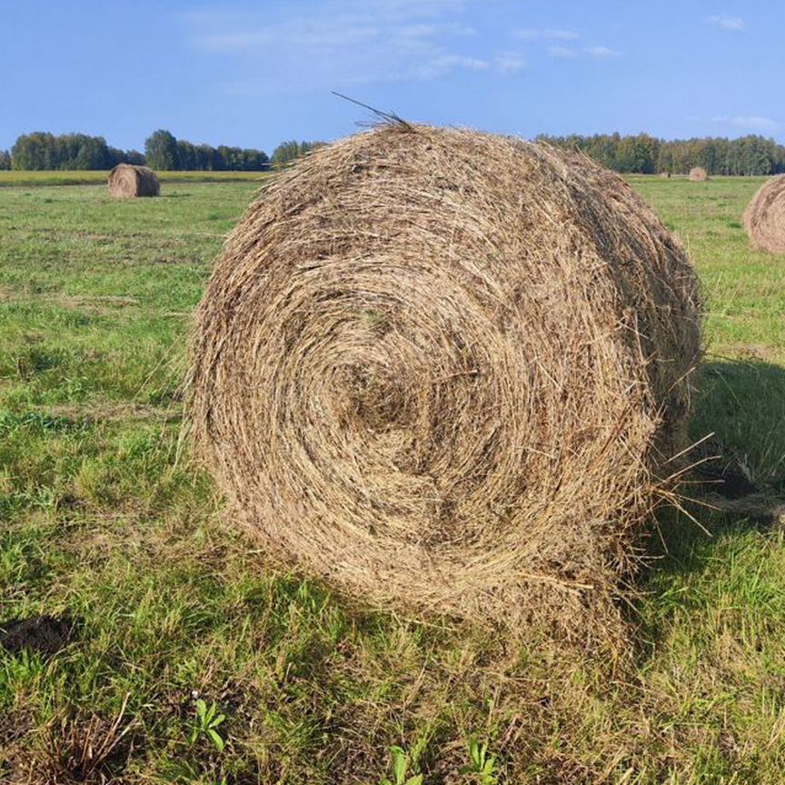 Сено в рулонах