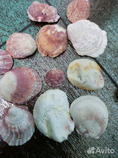 Ракушки Средиземноморские и аравийские