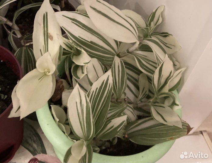 Традесканция