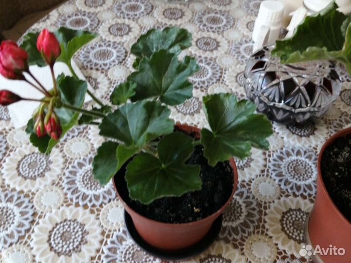 Тюльпановидная герань Red Pandopa