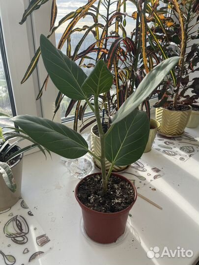 Фикус эластика