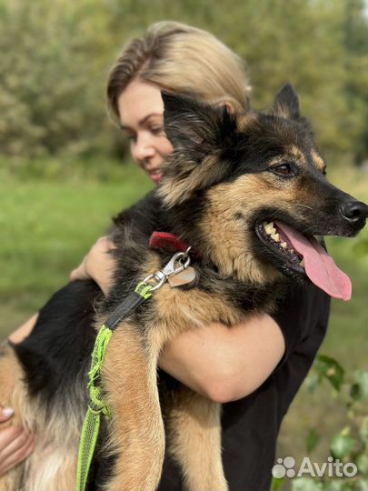Ласковая домашняя собачка попала в приют