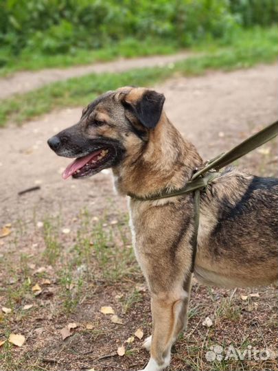 Собака Мира из приюта Некрасовка ищет дом