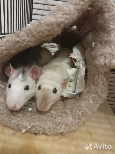 Крысы с клеткой