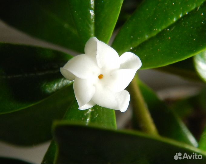 Аликсия самшитолистная (Alyxia buxifolia), сеянцы