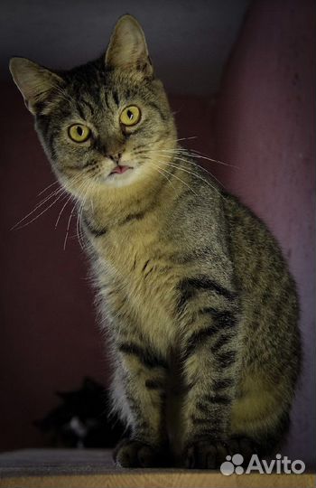 Кошки в добрые руки