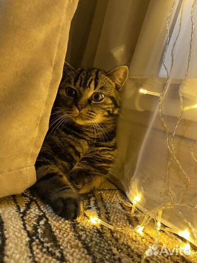 Шотландский кот вязка