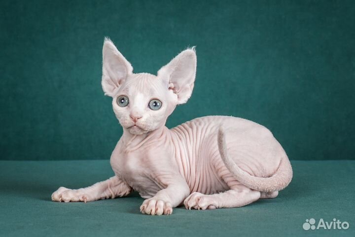 Котенок девон рекс