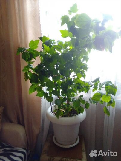 Гибискус китайская роза