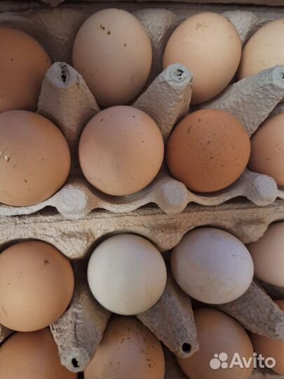 Инкубационное яйцо