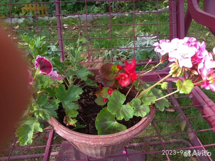 Пеларгония и герань