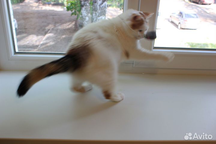 Нежная кошечка в добрые и ответственные руки