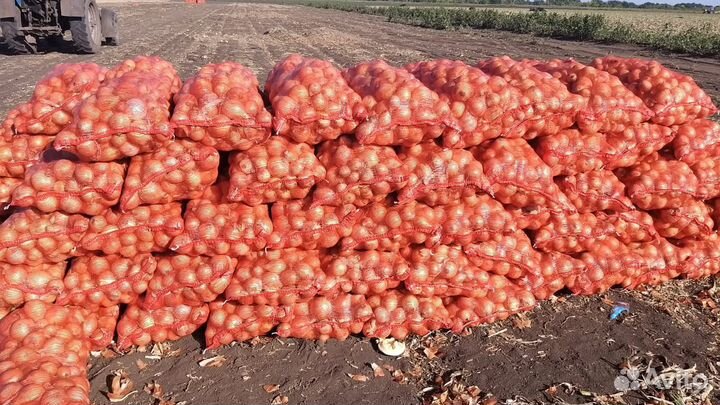 Лук Манас от производителя