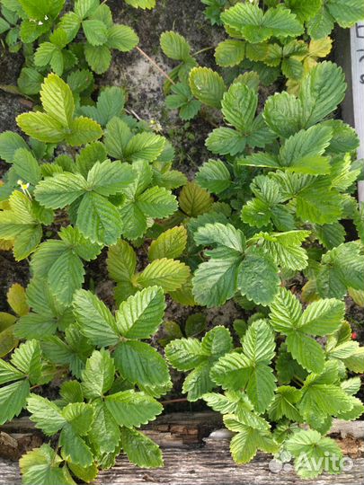 Земляника садовая ремонтантная (кусты)