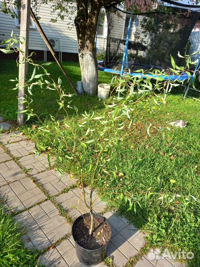 Лавр благородный