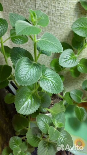 Мята сортовая