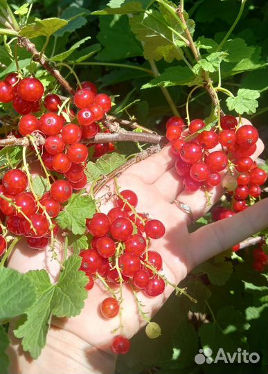 Саженцы смородины, крыжевника, ежевики, малины