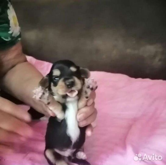 Щенки чихуахуа