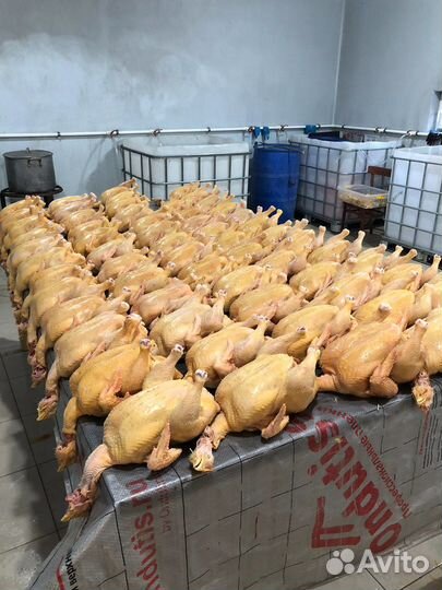 Куры бройлеры