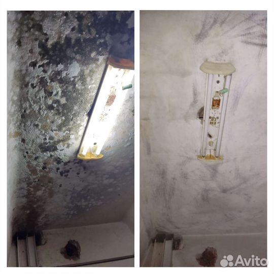 Уничтожение плесени удаление обработка от плесени