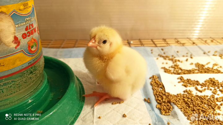 Суточные цыплята бройлера