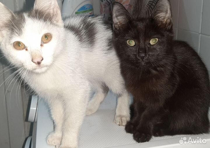 Котята в добрые руки бесплатно