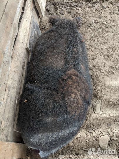 Поросята Венгерская мангалица