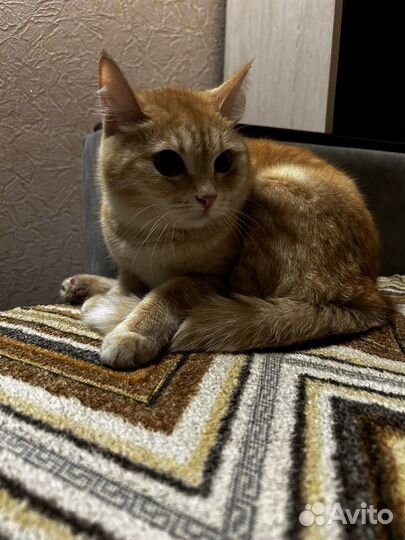 Передержка домашних животных