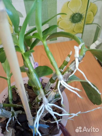 Дендробиум нобиле